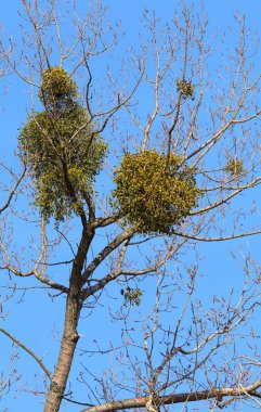 Ökse otu Viscum albüm ağaç üzerinde