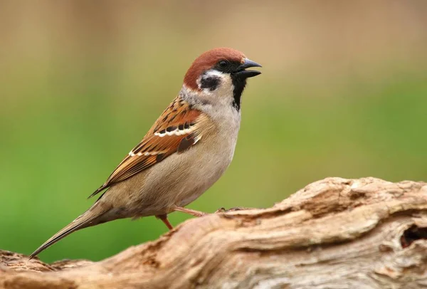 Pole Sparrow Passer Montanus — Stock fotografie