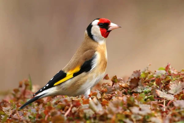 Karduelis Carduelis Európai Aranypinty — Stock Fotó