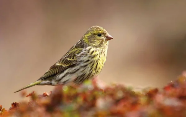 Garden Finch Serinus Serinus — Stock Photo, Image