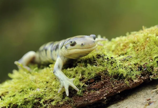 Molto Strano Axolotl Anfibio Ambystoma Mavortium — Foto Stock