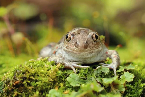 Beautiful Rare Frog Pelobates Fuscus — Stock Photo, Image