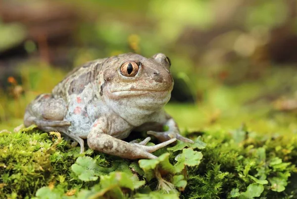 美しい珍しいカエルPelobates Fuscus — ストック写真