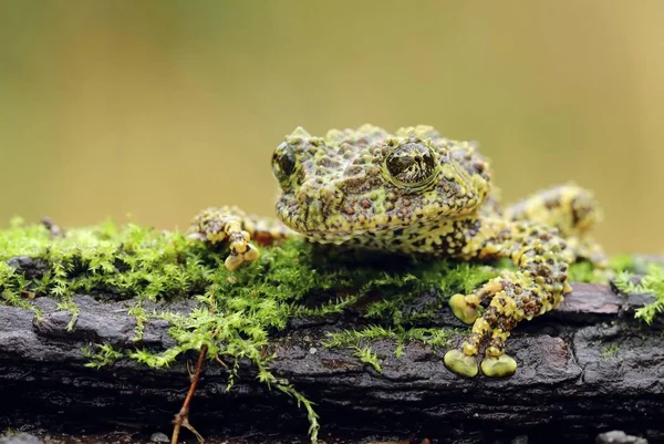 Strange Frog Ramphastos Ambiguus Swainsonii — Stock Photo, Image