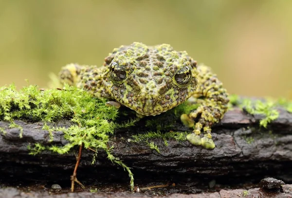 Strange Frog Ramphastos Ambiguus Swainsonii — Stock Photo, Image