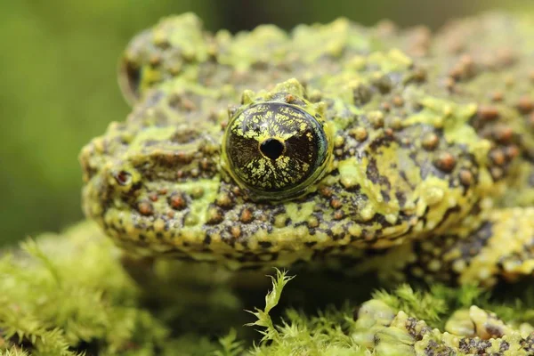 Strange Frog Ramphastos Ambiguus Swainsonii — Stock Photo, Image