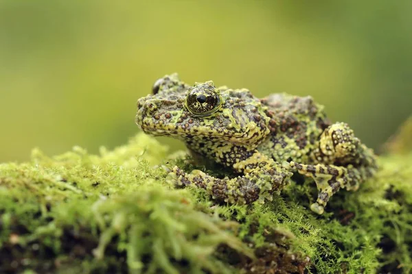 Strange Frog Ramphastos Ambiguus Swainsonii — Stock Photo, Image