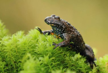 Avrupa 'da yangın göbekli kurbağa Bombina Bombina