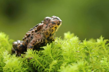 Yellow bellied toad Bombina maxima clipart