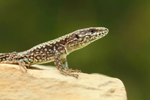 Редкая Ящерица Podarcis Muralis — стоковое фото