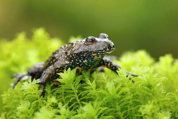 European Fire Bellied Toad Bombina Bombina — Stock Photo, Image