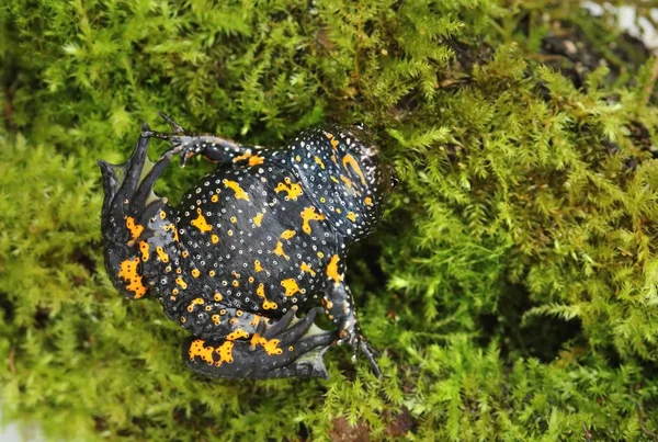 Crapaud Ventre Européen Bombina Bomina — Photo