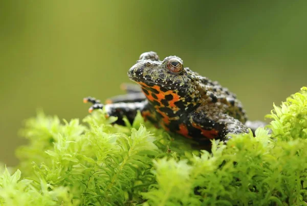 東洋の火腹の頭 Bombina Orialis — ストック写真