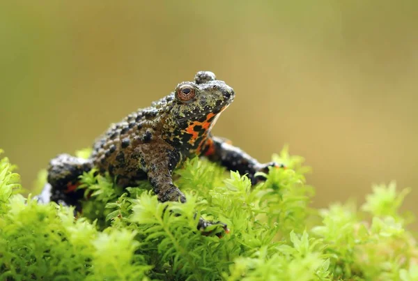 東洋の火腹の頭 Bombina Orialis — ストック写真