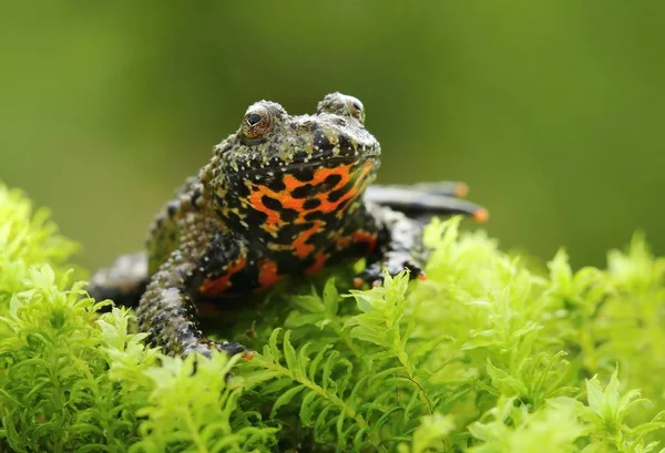 Doğulu Ateş Göbekli Kurbağa Bombina Orientalis — Stok fotoğraf