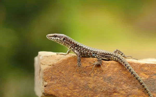 Редкая Ящерица Podarcis Muralis — стоковое фото