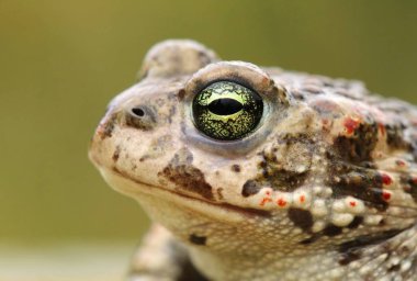 Rare natter jack toad Epidalea calamita clipart