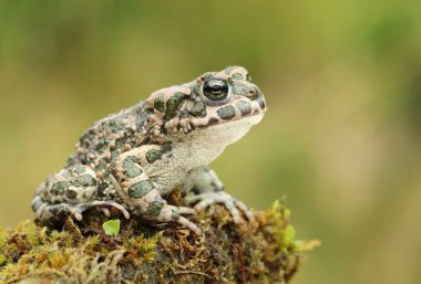 Güzel Avrupa yeşil kurbağası Bufo viridis