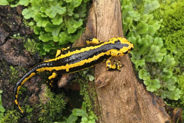 Güzel Semender Salamandra Salamandra Bernardezi — Stok fotoğraf