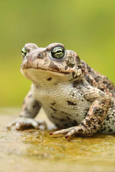 Rare Natter Jack Toad Epidalea Calamita — Stock Photo, Image