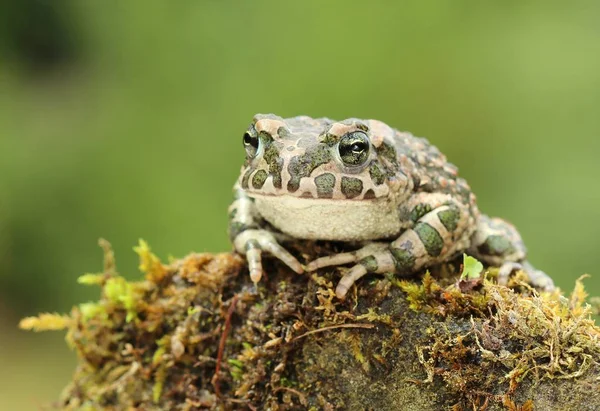 Όμορφη Ευρωπαϊκή Πράσινο Βάτραχος Bufo Viridis — Φωτογραφία Αρχείου