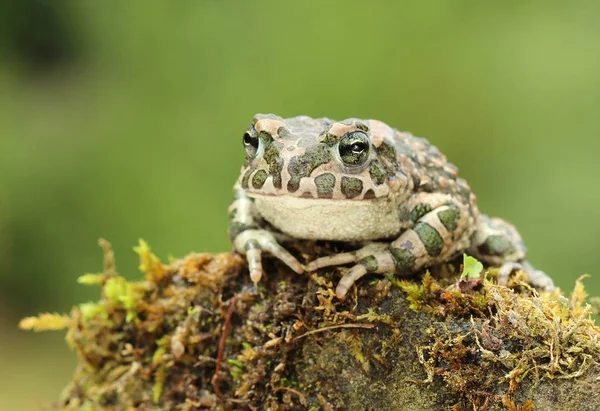 美しいヨーロッパの緑のヒキガエル Bufo Viris — ストック写真