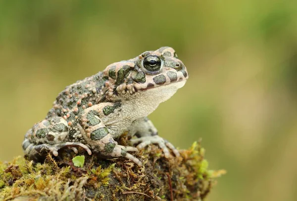 Όμορφη Ευρωπαϊκή Πράσινο Βάτραχος Bufo Viridis — Φωτογραφία Αρχείου