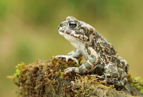 Όμορφη Ευρωπαϊκή Πράσινο Βάτραχος Bufo Viridis — Φωτογραφία Αρχείου