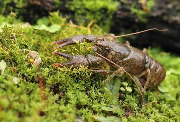 Lagostins Pedra Europeus Austropotamobius Torrentium — Fotografia de Stock