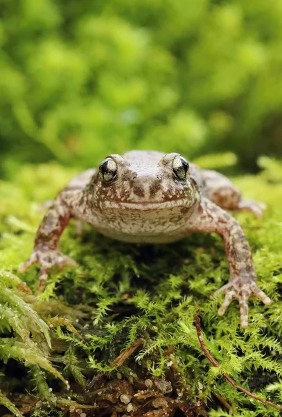 Little Common Midwife Toad Alytes Obstetricans — Stock Photo, Image