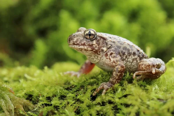 Piccolo Comune Ostetrica Rospo Alytes Ostetrici — Foto Stock