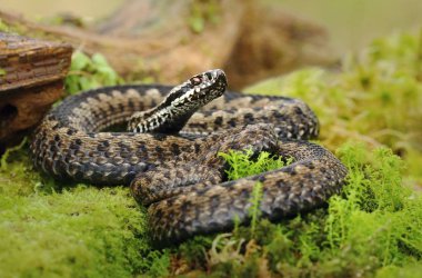 Ortak Avrupa toplayıcı Sıdmak berus