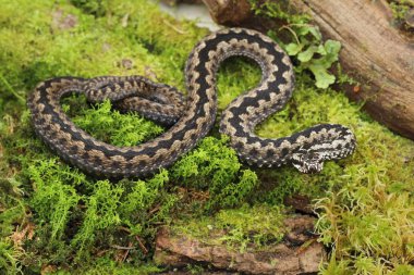 Ortak Avrupa toplayıcı Sıdmak berus