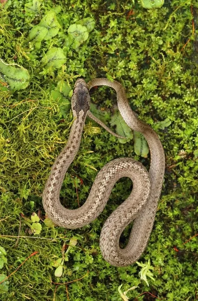Маленька Гладенька Змія Coronella Austriaca — стокове фото