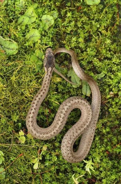 Küçük Pürüzsüz Yılan Coronella Austriaca — Stok fotoğraf