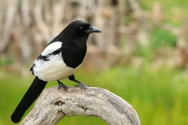 Beautiful Common Magpie Pica Pica — Stock Photo, Image