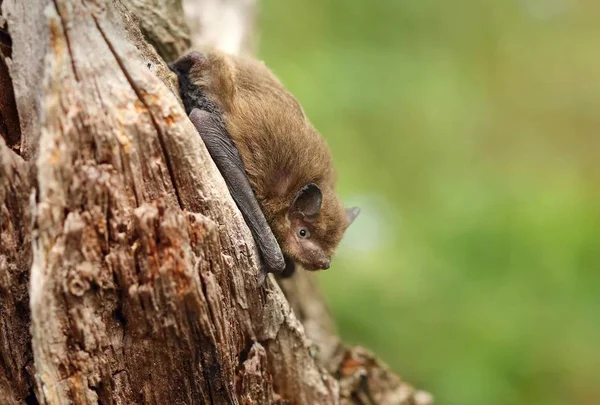 Morcego Muito Pequeno Pipistrelle Comum Pipistrellus Pipistrellus — Fotografia de Stock