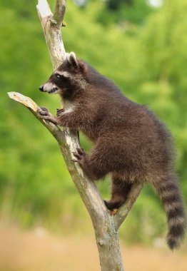 Adorable common raccoon Procyon lotor clipart