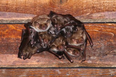 Greater mouse eared bat Myotis myotis clipart