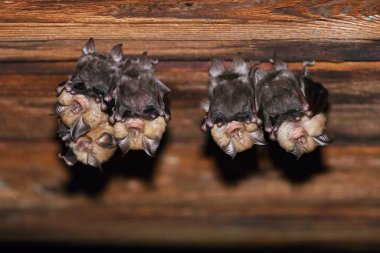 Bir grup at nalı yarasası Rhinolophus hipposideros