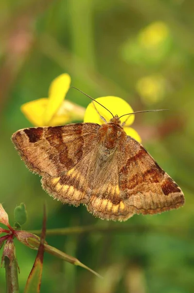 Brązowy Motyl Euclidia Glyphica Latem — Zdjęcie stockowe