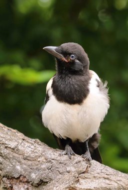 Genç saksağan Pica pica