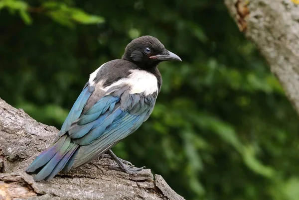 Young Common Magpie Pica Pica — Stock Photo, Image