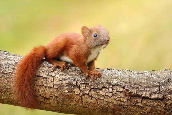 Little Baby Squirrel Sciurus Vulgaris — Stock Photo, Image