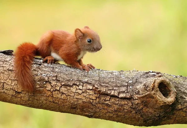 Little Baby Squirrel Sciurus Vulgaris — ストック写真