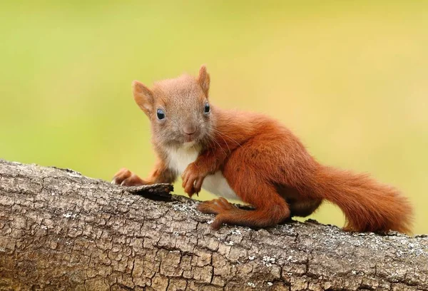 Little Baby Squirrel Sciurus Vulgaris — Stockfoto