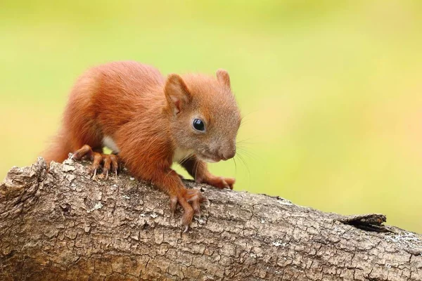 Little Baby Squirrel Sciurus Vulgaris — ストック写真