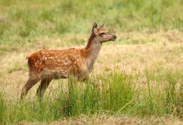 Maral Hjort Cervus Elaphus Sibiricus Fawn — Stockfoto