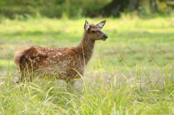 Maral Deer Cervus Elaphus Sibiricus Fawn — Stok fotoğraf