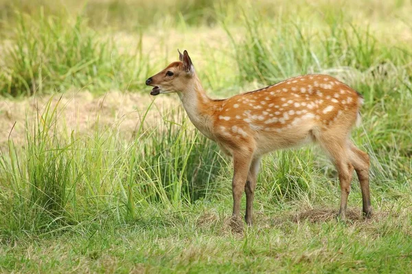 Baby Der Sika Deer Cervus Nippon — Stockfoto